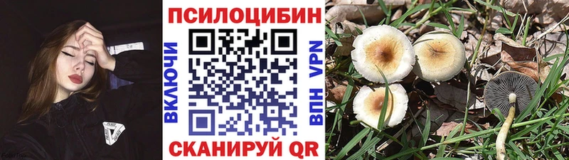 как найти закладки  Усть-Джегута  Псилоцибиновые грибы Psilocybine cubensis 